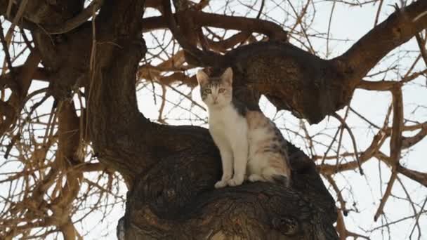 Randig Katt Klättrar Upp Ett Träd — Stockvideo