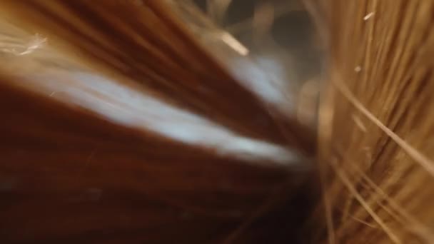 Μια Κάμερα Μέσα Στα Μακριά Μαλλιά Μιας Γυναίκας Χρώμα Κάστανου — Αρχείο Βίντεο