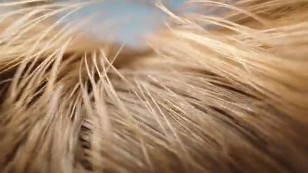 Güneşin Altında Kadın Saçı Makro Kaydırma — Stok video