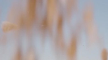 Mavi gökyüzüne yulaf taneleri düşer ve tüm alanı doldurur. Yakın plan. Yavaş çekim.