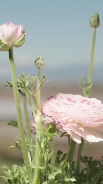 Рожеві Білі Квіти Ранункулуса Обертаються Сонці Фоні Блакитного Неба Вертикальне — стокове відео