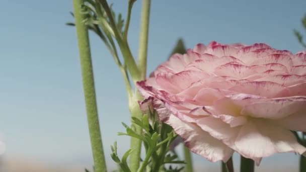 Rosa Ranunculus Blommor Roterar Mot Blå Himmel Bakgrund Närbild — Stockvideo