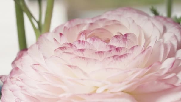 Różowy Kwiat Ranunculus Rotacja Makro — Wideo stockowe