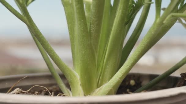 Tronc Une Plante Verte Dans Une Pièce Pot Rotation Close — Video