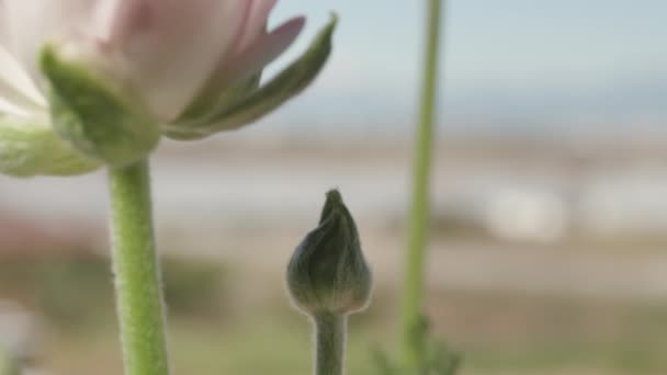 Ranunkulus Różowymi Kwiatami Obraca Się Kamera Powoli Schodzi Zbliżenie — Wideo stockowe