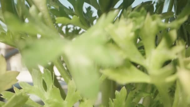 Eine Ranunkelpflanze Mit Einer Rosa Blume Auf Blauem Himmelshintergrund Dolly — Stockvideo