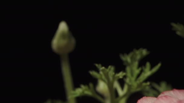 Różowe Kwiaty Ranunculus Czarnym Tle Dolly Suwak Ekstremalne Zbliżenie — Wideo stockowe