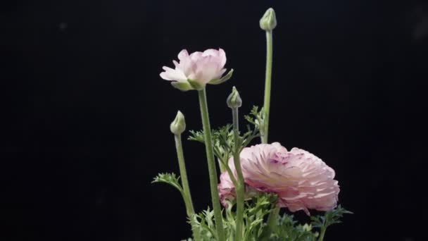 Różowe Kwiaty Ranunculus Czarnym Tle Rotacja Izolacja — Wideo stockowe