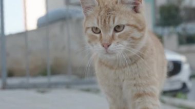 Kızıl saçlı genç bir kedi yavaşça yaklaşır ve kameraya bakar..