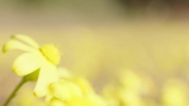 Sarı küçük bir çiçek ve arkasında koca sarı bir tarla. Rüzgarda sallanıyor, makro