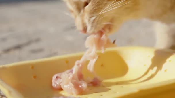 Красный Котёнок Ест Сырое Куриное Мясо Санни Замедленная Съемка Закрыть — стоковое видео