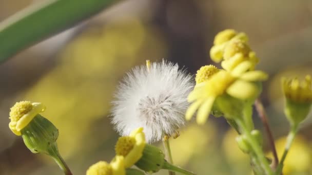 Flores Amarelas Campo Ensolarado Dente Leão Solitário Inchaço Vento Close — Vídeo de Stock