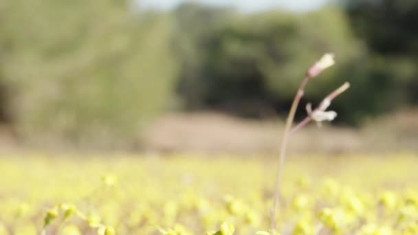 Ett Fält Gula Blommor Inte Fokus Bakom Närbild — Stockvideo