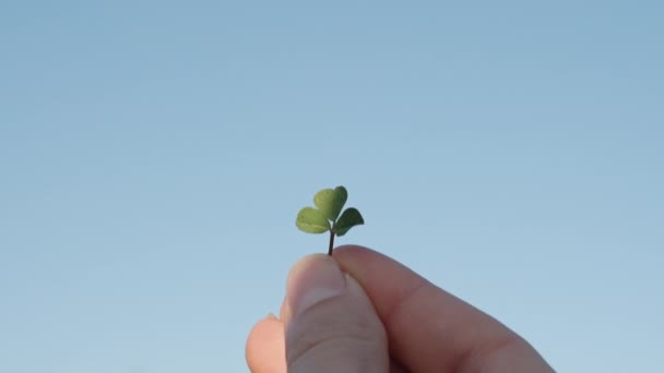 Woman Hand Lifts Leaf Clover Blue Sky Appears Out Shadow — Stockvideo