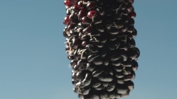 Mulberry Rotates Blue Sky Macro Tilt — Stock Video