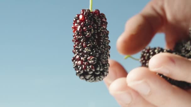 Handful Mulberry Berries Palms Pluck Another One Close Blue Sky — Stock Video