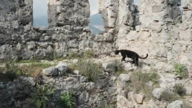 Eski şehrin harabelerinde bir kara kedi Uçurumun kenarında.
