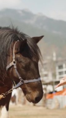 Kadın, atı eliyle besler, ama o istemez. Dağlar geride kaldı. Dikey video Sosyal Ortamı