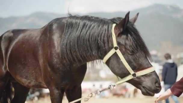 Черная Лошадь Привязана Улице Фоне Гор Женщина Кормит Руками — стоковое видео
