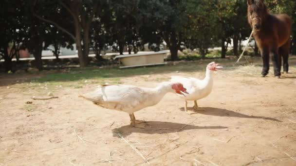 Deux Canards Blancs Remuent Queue Demandent Manger Poney Derrière Veut — Video