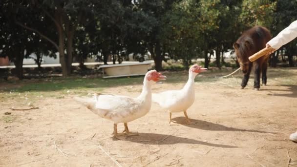 一个女婴用面包喂两只白鸭子 他们摇尾巴 慢动作 小马们在他们后面 — 图库视频影像