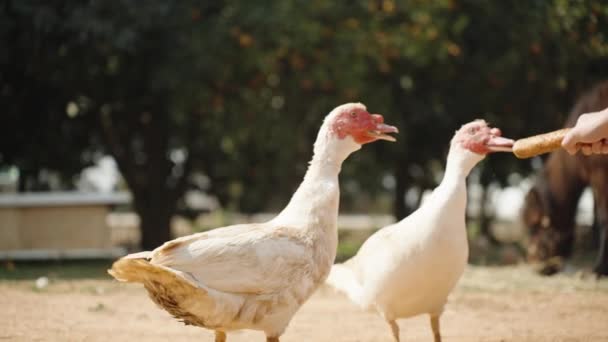 Dos Patos Blancos Cairina Moschata Están Agitando Sus Colas Comiendo — Vídeos de Stock