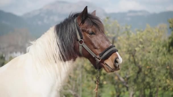 Ένα Άσπρο Άλογο Καφέ Κεφάλι Τρώει Κάτι Στο Φόντο Των — Αρχείο Βίντεο