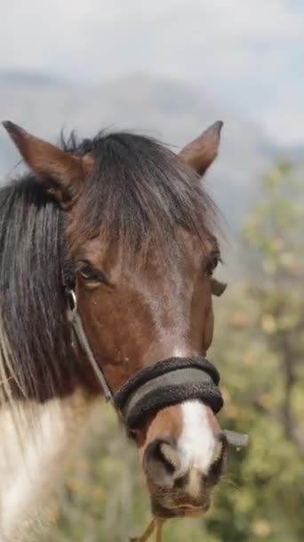 Beyaz Kestane Rengi Bir Atın Portresi Dağların Arka Planına Yakın — Stok video