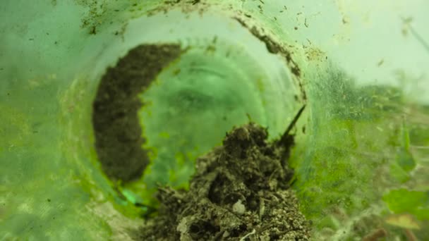 Разбитой Зеленой Бутылке Лесу Маленькие Тля Жуки Ползают Цветам Слайдер — стоковое видео
