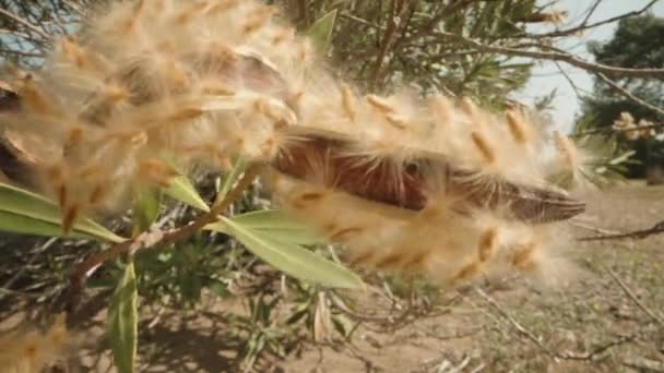 Četná Semena Vedle Nedávno Otevřeného Ovoce Rostliny Nerium Detailní Záběr — Stock video