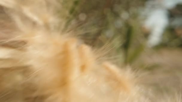 Численні Насіння Поруч Нещодавно Відкритими Плодами Рослини Nerium Доллі Повзунок — стокове відео