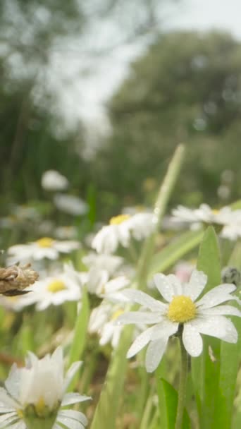 Beyaz Papatya Çiçeği Tarlası Dolly Slider Aşırı Yakın Çekim Dikey — Stok video