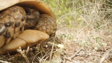 Kaplumbağa kabuğun içine saklandı ve güneşin tadını çıkardı. Kamera yavaşça yaklaşır ve kaplumbağa çalılıklara doğru koşar. Yakın plan..