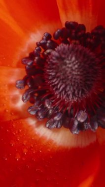 Su damlalarında kırmızı Anemone çiçeği. Dikey video. Dolly kaydırıcı aşırı yakın çekim.