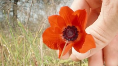 Ormanda kırmızı bir Anemone çiçeği buldum ve ona her yönden bakıyorum. Yakın plan..
