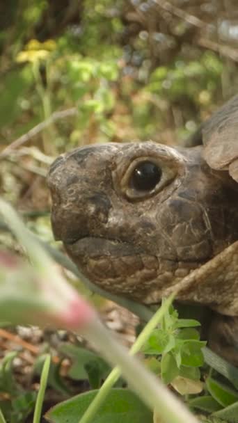 Kameraet Zoomer Langsomt Ind Skildpadden Den Løber Buskene Dolly Skyderen – Stock-video