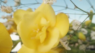 Sarı Frezya çiçekleri ve beyaz çingene çiçekleri. Dolly kaydırıcı aşırı yakın çekim.