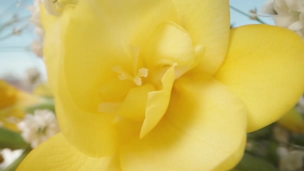 Žluté Frézie Květiny Kytici Bílými Gypsophila Květy Pozadí Modré Oblohy — Stock video