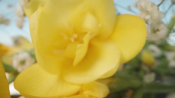 Желтые Цветы Фрезии Букете Белыми Цветами Гипсофилы Голубом Фоне Неба — стоковое видео