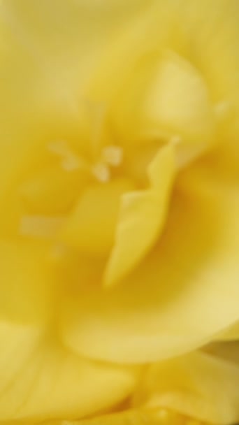 Żółte Kwiaty Freesia Bukiecie Białymi Cygańskimi Kwiatami Makrozoom Pionowe Wideo — Wideo stockowe