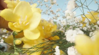 Beyaz çingene çiçekli sarı frezya çiçeklerini seçiyorum. Mavi gökyüzüne karşı, makro fotoğrafçılık