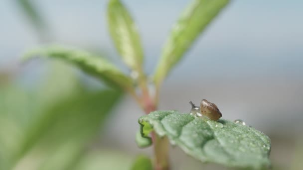 雨后薄荷叶上的小蜗牛 蓝天背景上的宏观调控 — 图库视频影像