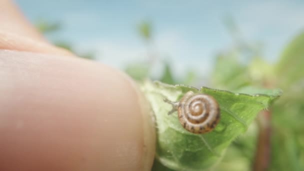 Regarde Très Petit Escargot Qui Est Caché Sous Une Feuille — Video