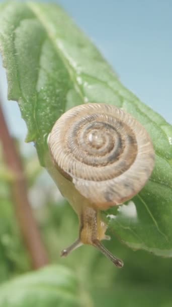 雨后薄荷叶上的小蜗牛 宏观垂直录像 — 图库视频影像