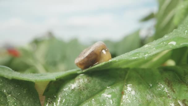 雨一开始 薄荷叶上的一个小蜗牛就藏在它的壳里 超级巨无霸 — 图库视频影像