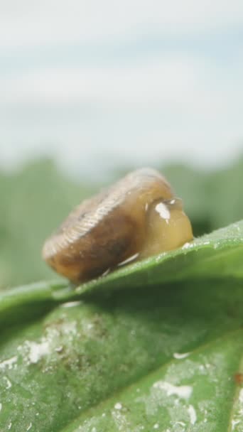 雨一开始 薄荷叶上的一个小蜗牛就藏在它的壳里 垂直录像 — 图库视频影像