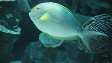 Sarı yüzgeçli cerrah balığı ya da Cuvier 'in cerrah balığı Acanthurus xanthopterus mercanların yakınında, kameraya yakın yüzer.