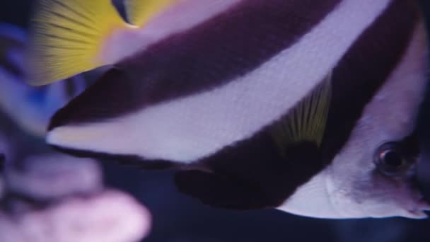 スクーリングバナーフィッシュ ヘニオクスディフュート と海の洞窟 スーパーマクロのパラカンタウルスヘプタスブルータン — ストック動画