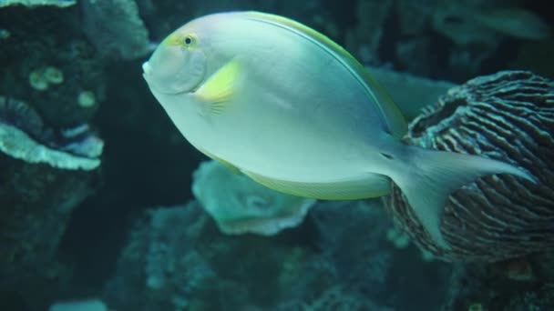 サンゴの近くの青い海のイエローフィン外科医の魚またはクヴィエの外科医のアカンタウスXanthopterusはカメラの近くで泳ぎ クローズアップ — ストック動画