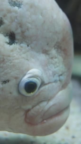 거대한 구라미 Osphronemus 화려한 못생긴 물고기 클로즈업 비디오 — 비디오